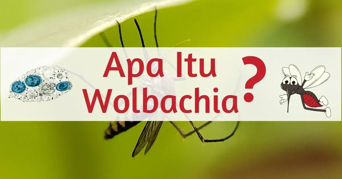 Apa Itu Nyamuk Wolbachia?